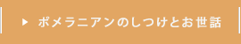 ポメラニアンのしつけとお世話