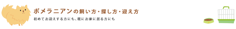 ポメラニアンの飼い方・探し方・迎え方