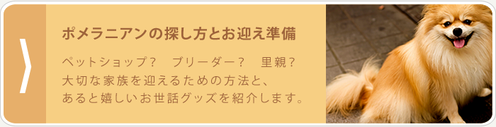 ポメラニアンの探し方とお迎え準備