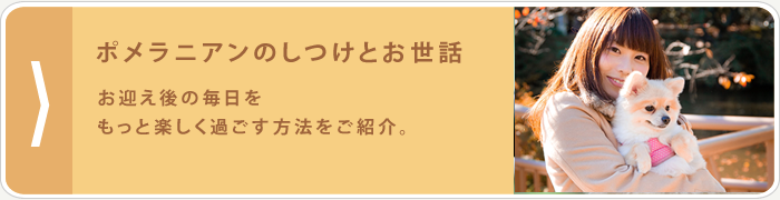 ポメラニアンのしつけとお世話